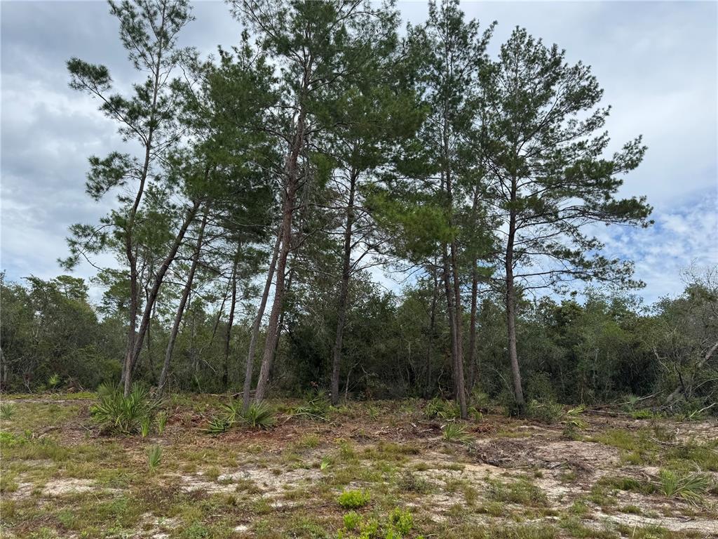 Northeast 135th Street Salt Springs, FL 32134 - Photo 6 of 18 a view of outdoor space with trees all around