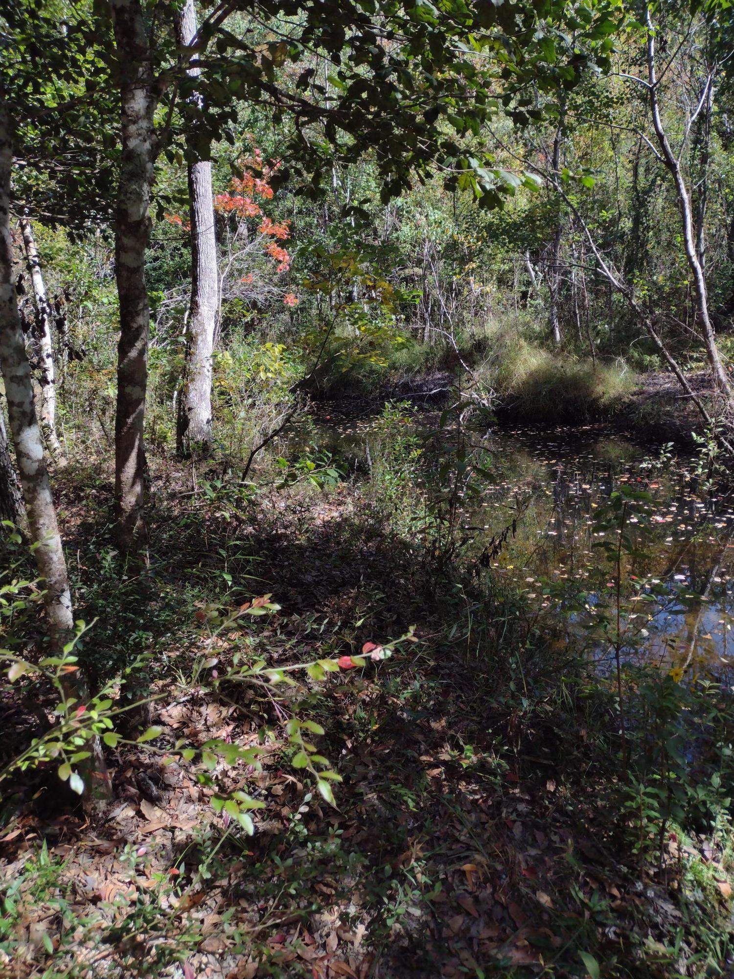 0 Canaan Road West Stockton, AL 36579 - Photo 10 of 12