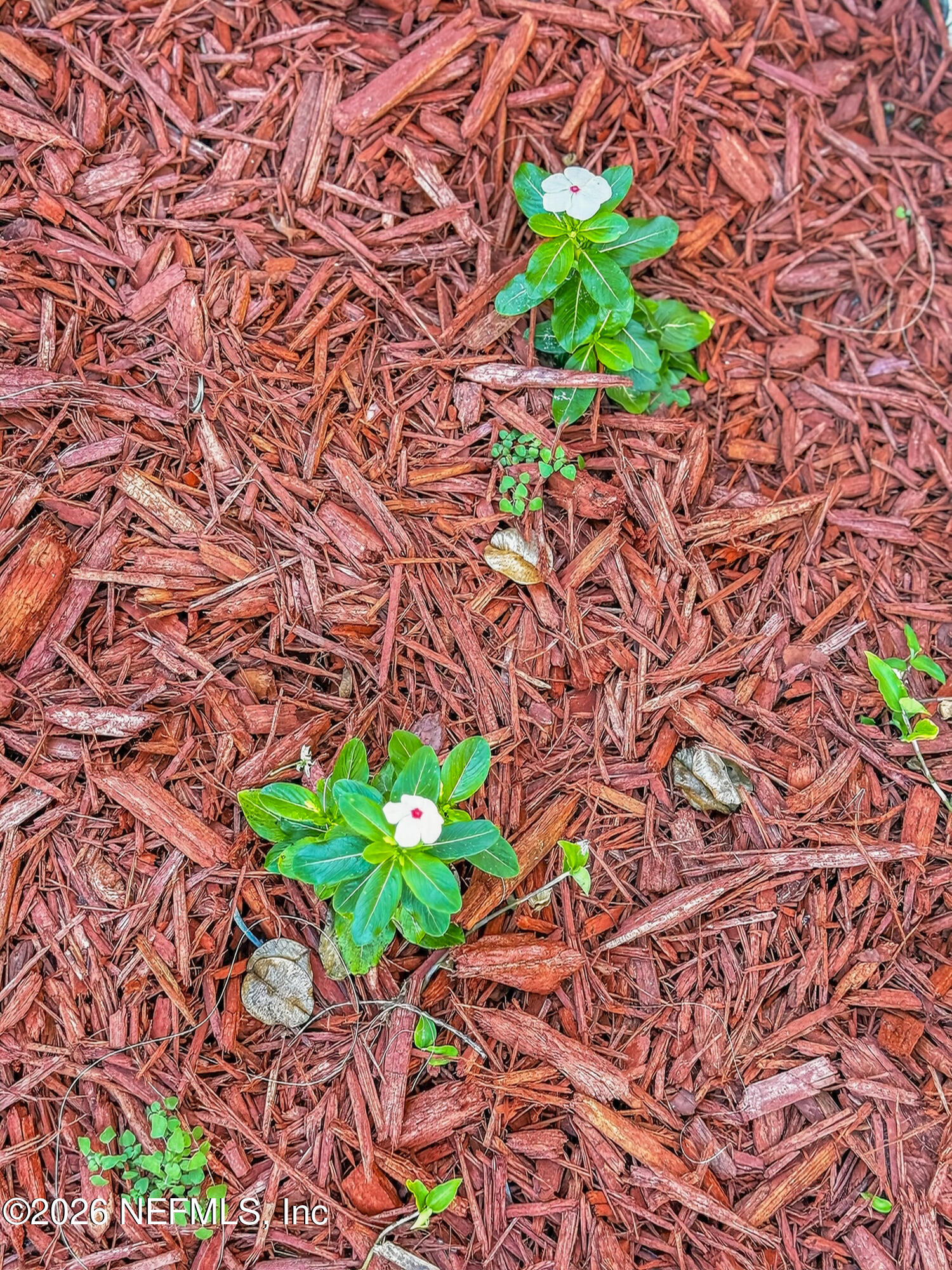 113 Menendez Road St. Augustine, FL 32080 - Photo 9 of 71 a plant with some trees in the background