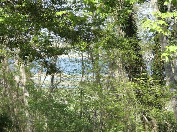 14 Bayview Road Marion, MA 02738 - Photo 20 of 22 a view of a tree in a yard
