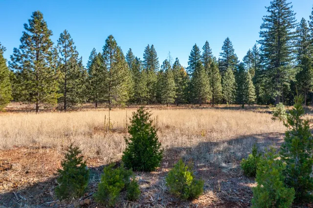 a view of outdoor space with trees all around