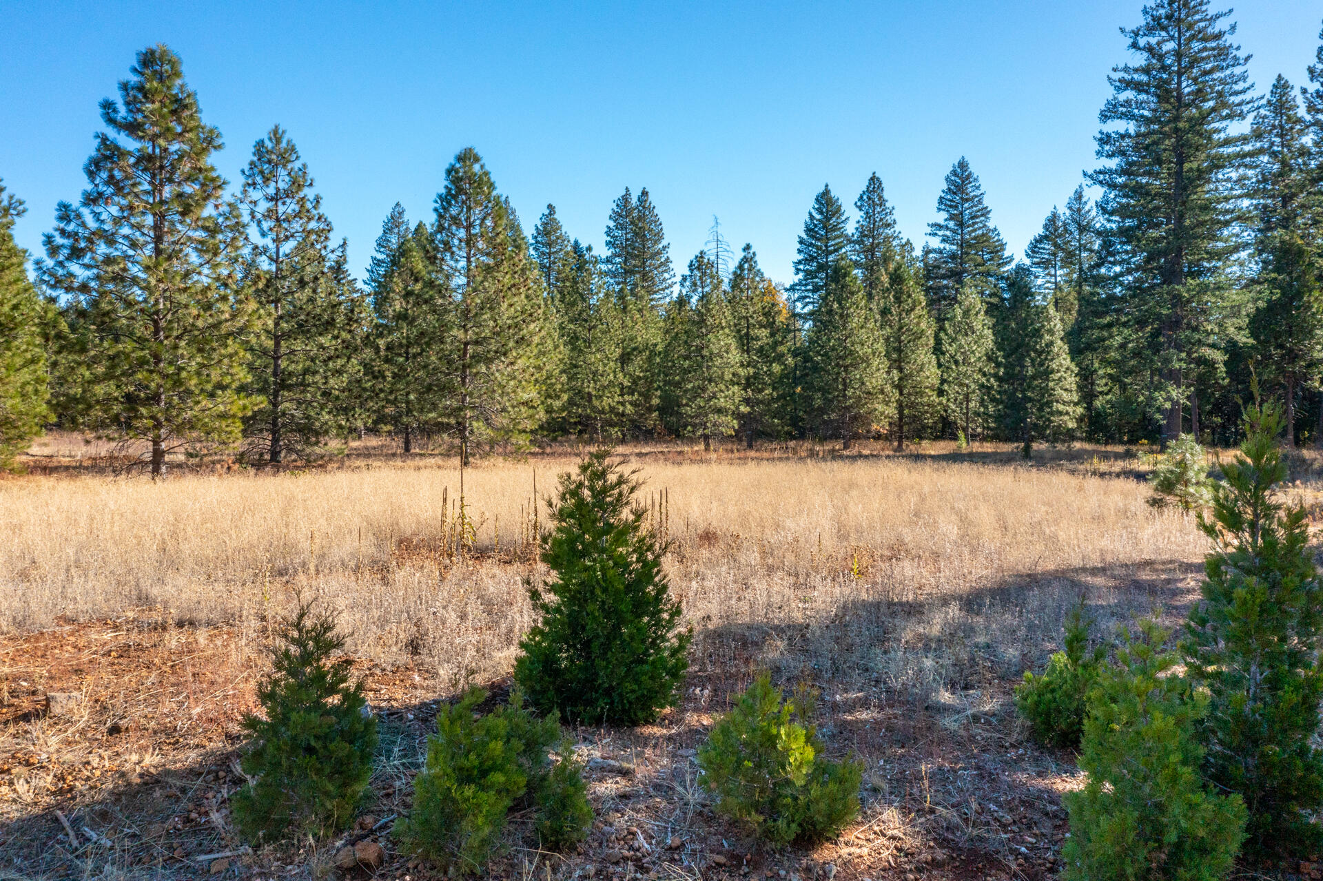 Lot 35 Princess Pine Place Shingletown, CA 96088 - Photo 4 of 11 a view of snow covered by trees
