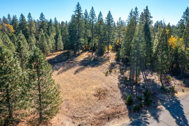 a view of a yard with plants and large trees