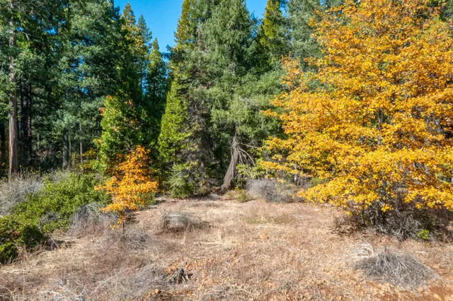 a view of a yard with plants