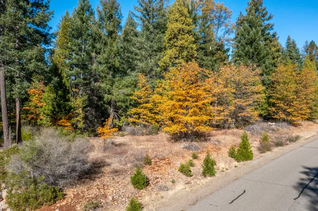 a view of a yard with plants and trees