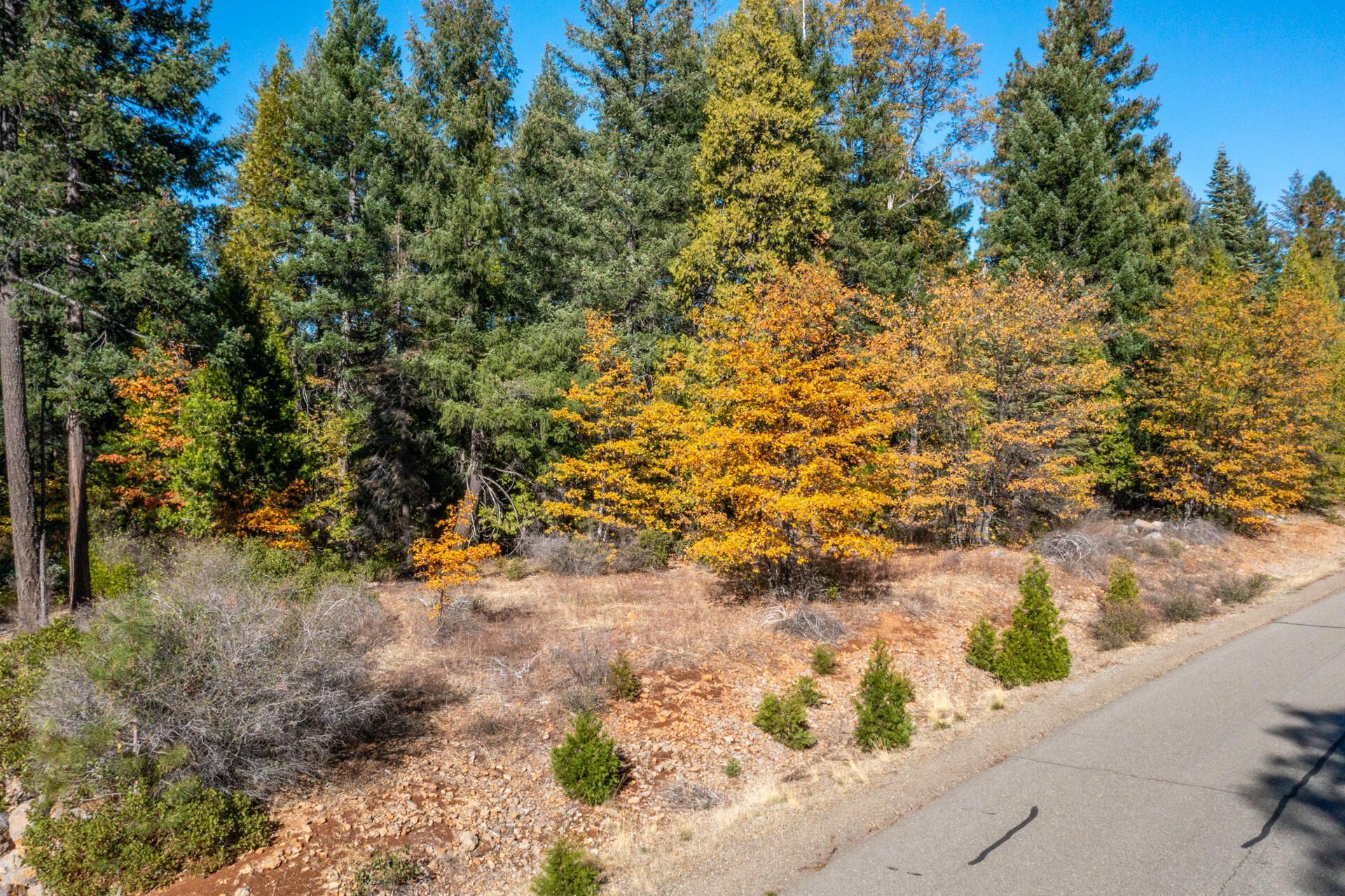 Lot 35 Princess Pine Place Shingletown, CA 96088 - Photo 8 of 11 a view of a yard with plants