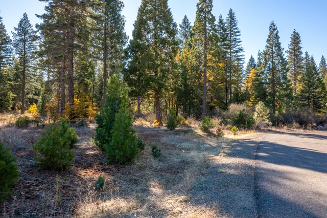a view of a yard with plants and trees