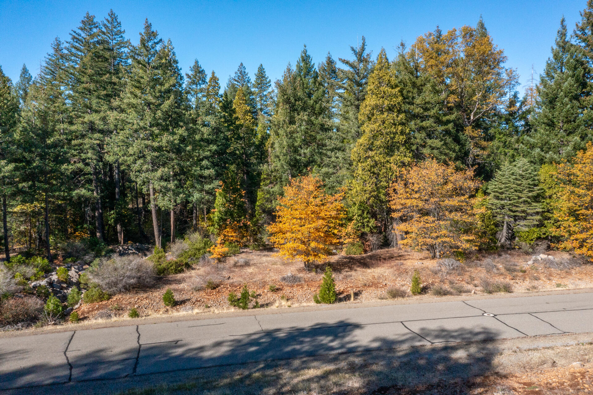 Lot 35 Princess Pine Place Shingletown, CA 96088 - Photo 10 of 11 a view of a yard with plants and trees