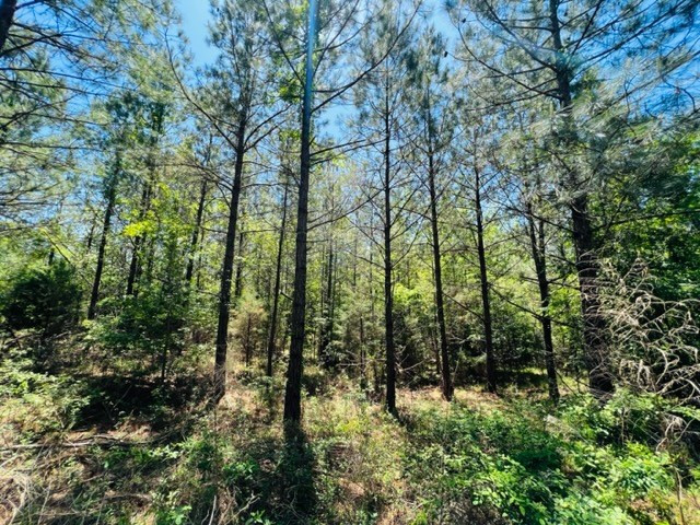 0 Lebanon Pine Grove Road Tylertown, MS 39667 - Photo 17 of 25 Photo 17