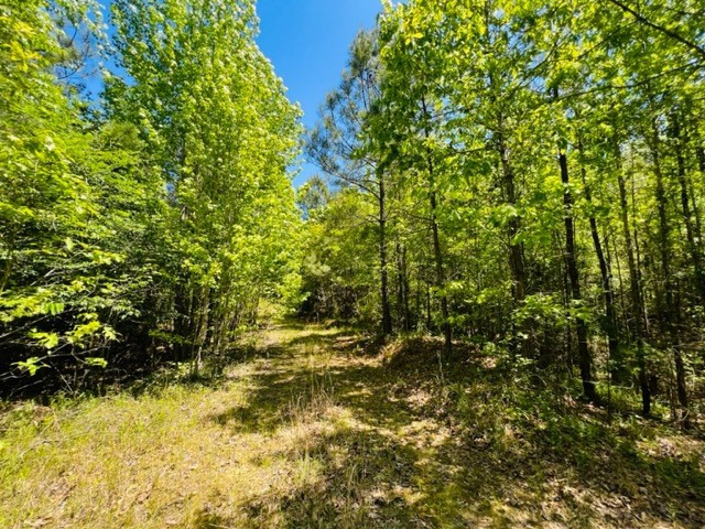 0 Lebanon Pine Grove Road Tylertown, MS 39667 - Photo 18 of 25 Photo 18