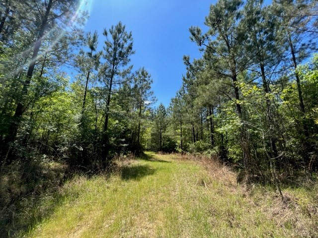 0 Lebanon Pine Grove Road Tylertown, MS 39667 - Photo 6 of 25 Photo 6