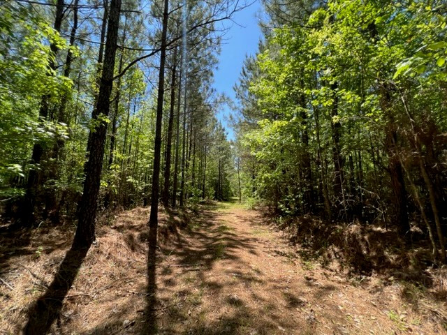 0 Lebanon Pine Grove Road Tylertown, MS 39667 - Photo 7 of 25 Photo 7