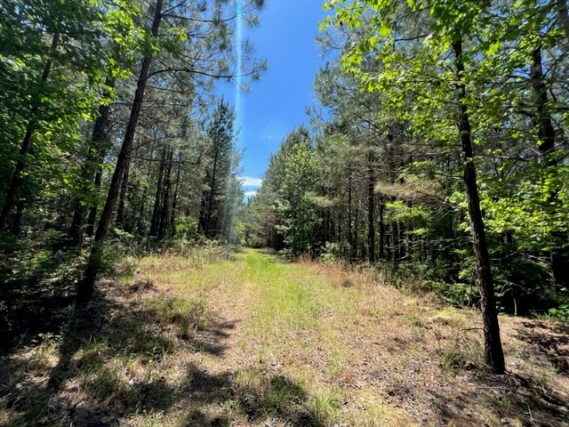 0 Lebanon Pine Grove Road Tylertown, MS 39667 - Photo 8 of 25 Photo 8