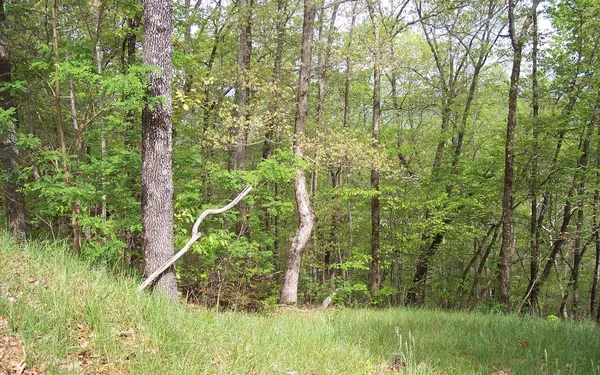 $26,585 | 24 Coyote Cove, Hayesville, NC 28904