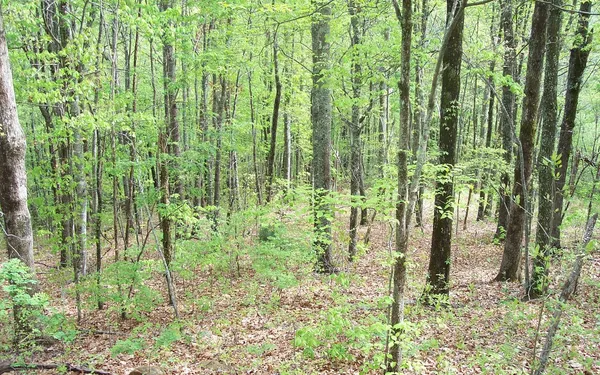 $26,585 | 24 Coyote Cove, Hayesville, NC 28904