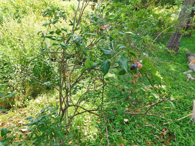 38 Alling Road Sheffield, PA 16347 - Photo 27 of 30 Gallery Image 27
