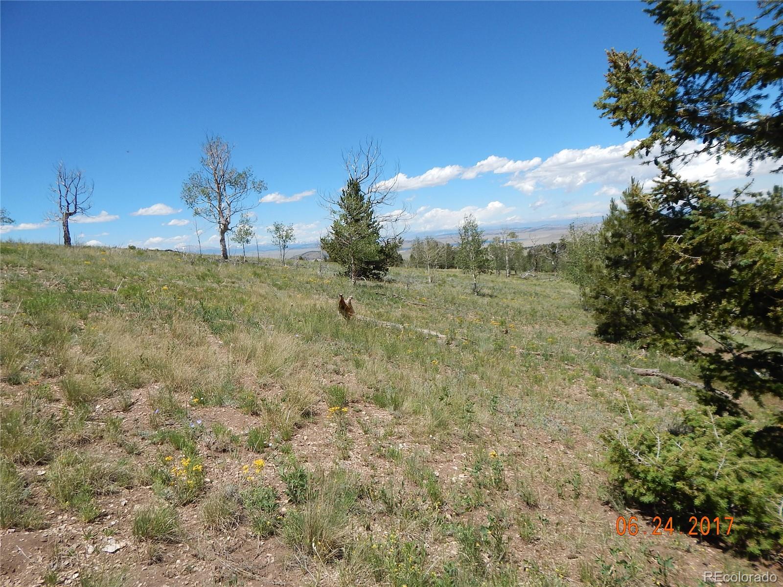 1705 Pitchfork Road Hartsel, CO 80449 - Photo 12 of 24 a view of a yard
