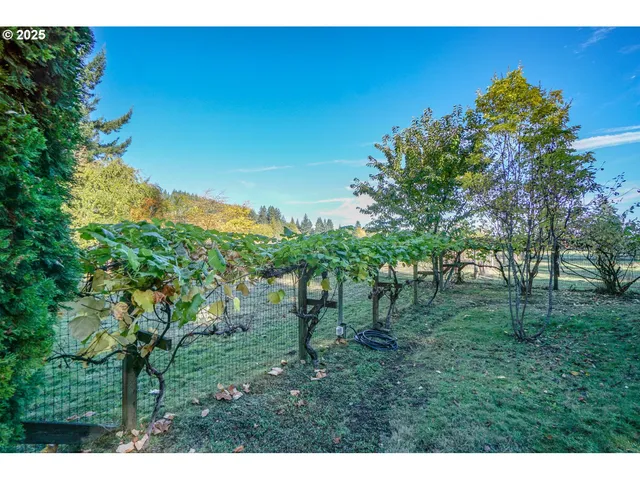a view of a tree with a yard