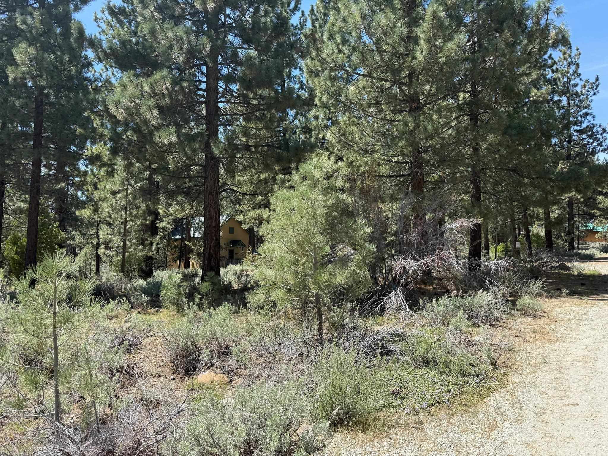 93 Juniper Road Beckwourth, CA 96129 - Photo 23 of 35 a view of a forest with trees