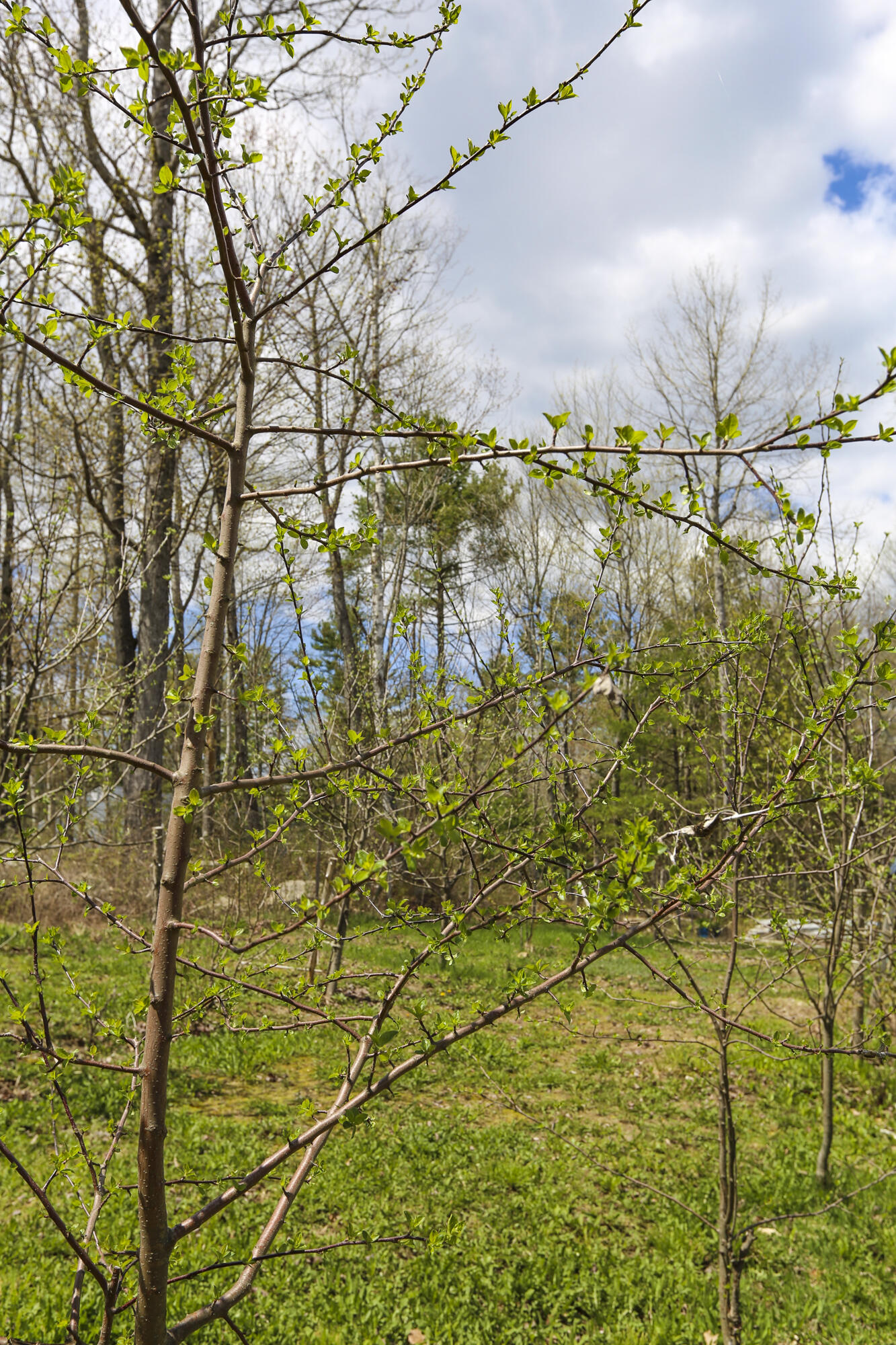47 Bonne Terre Road Belfast, ME 04915 - Photo 40 of 53 47Bonneterre-40