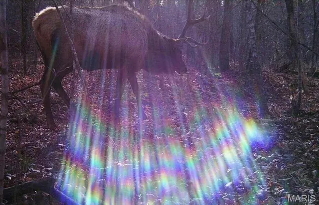 $335,000 | 14559 Hunter Lane, Winona, MO 65588