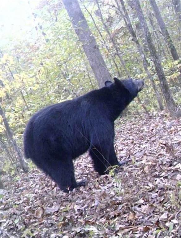 14559 Hunter Lane Winona, MO 65588 - Photo 3 of 31