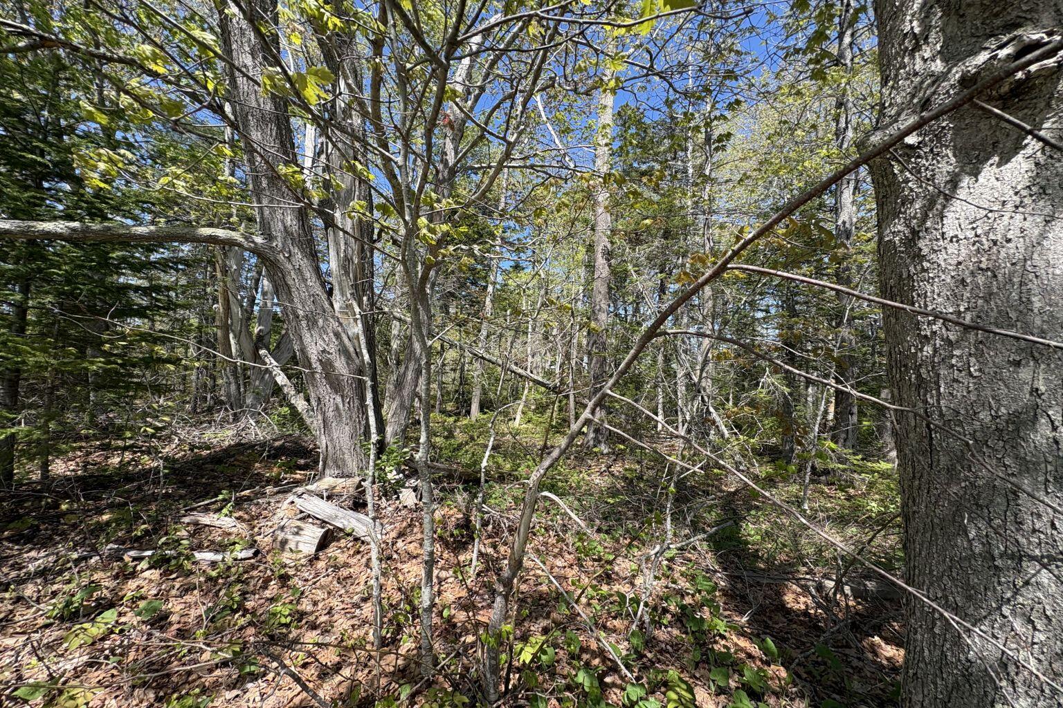 Lot 116010 Martin Point Road Friendship, ME 04547 - Photo 3 of 8 IMG_3553