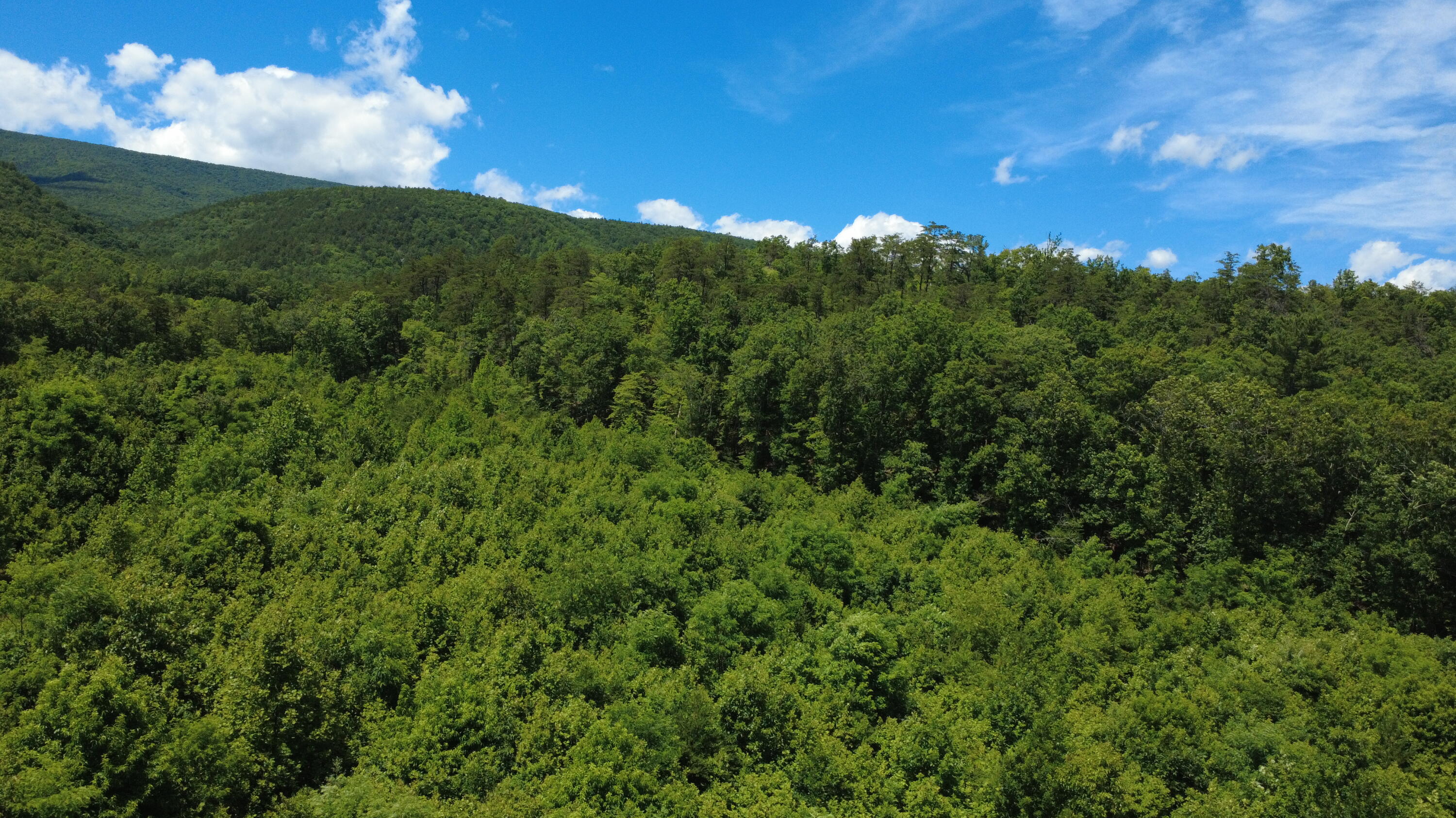 0 Craig Creek Road Eagle Rock, VA 24085 - Photo 12 of 25 a view of a big yard