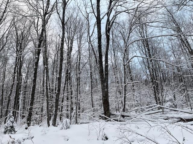 Off Fire Tower Road, Unit 40 AC Watersmeet, MI 49969 - Photo 8 of 37 Gallery Image 8