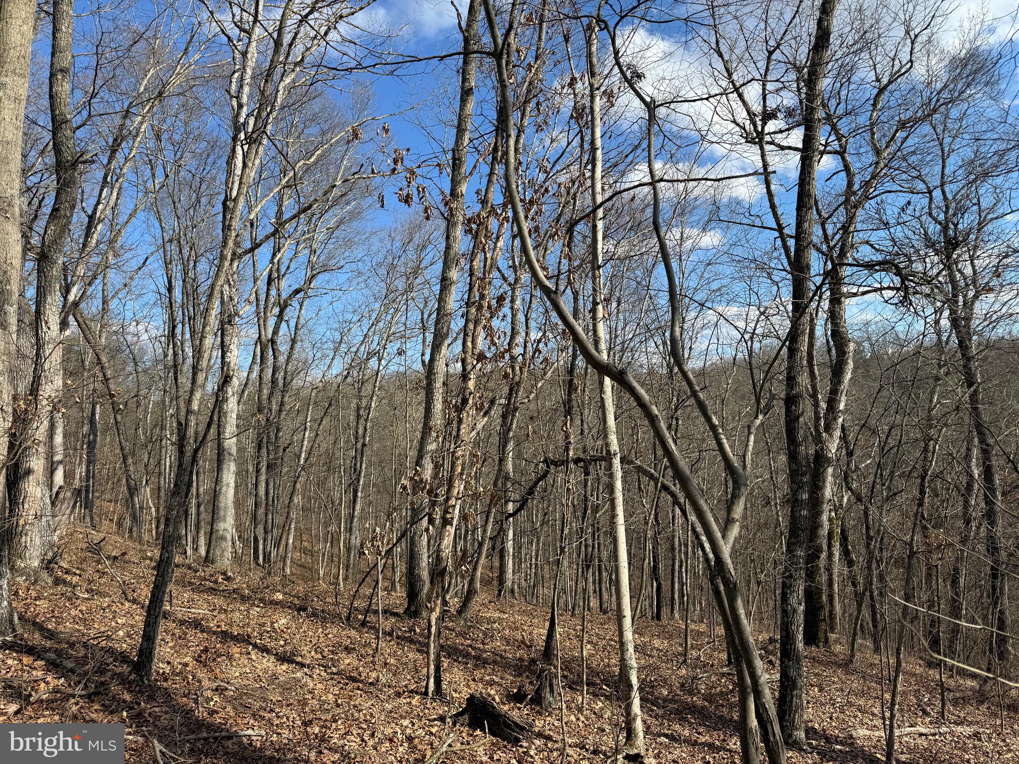 Forever View Lane Berkeley Springs, WV 25411 - Photo 14 of 31 Wooded Area