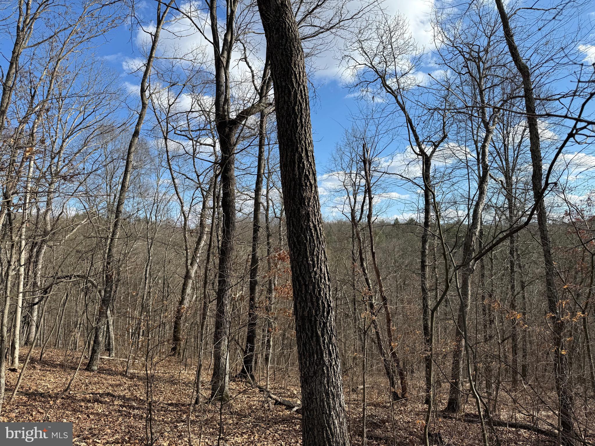 Forever View Lane Berkeley Springs, WV 25411 - Photo 15 of 31 Wooded Area