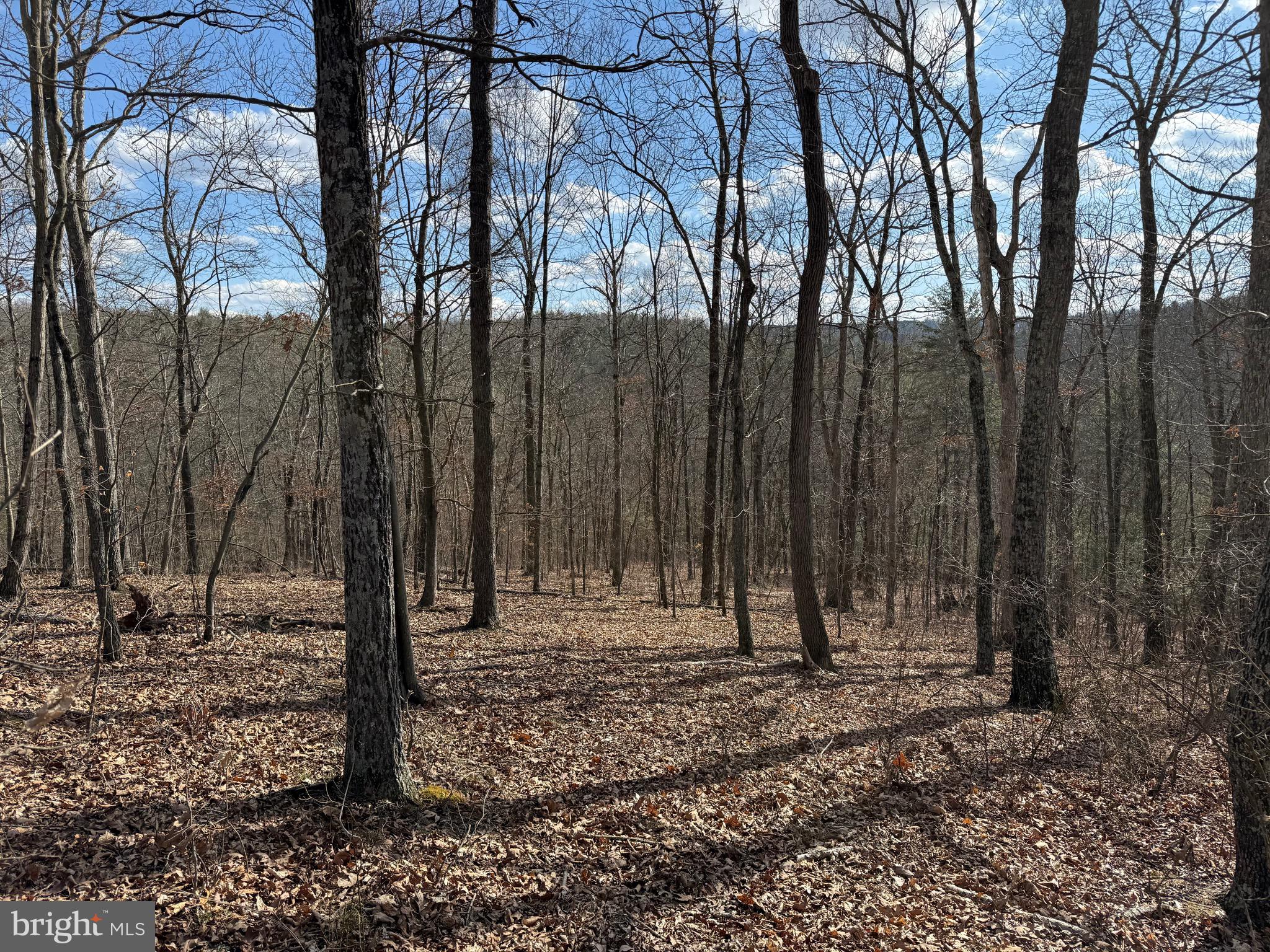 Forever View Lane Berkeley Springs, WV 25411 - Photo 17 of 31 Wooded Area