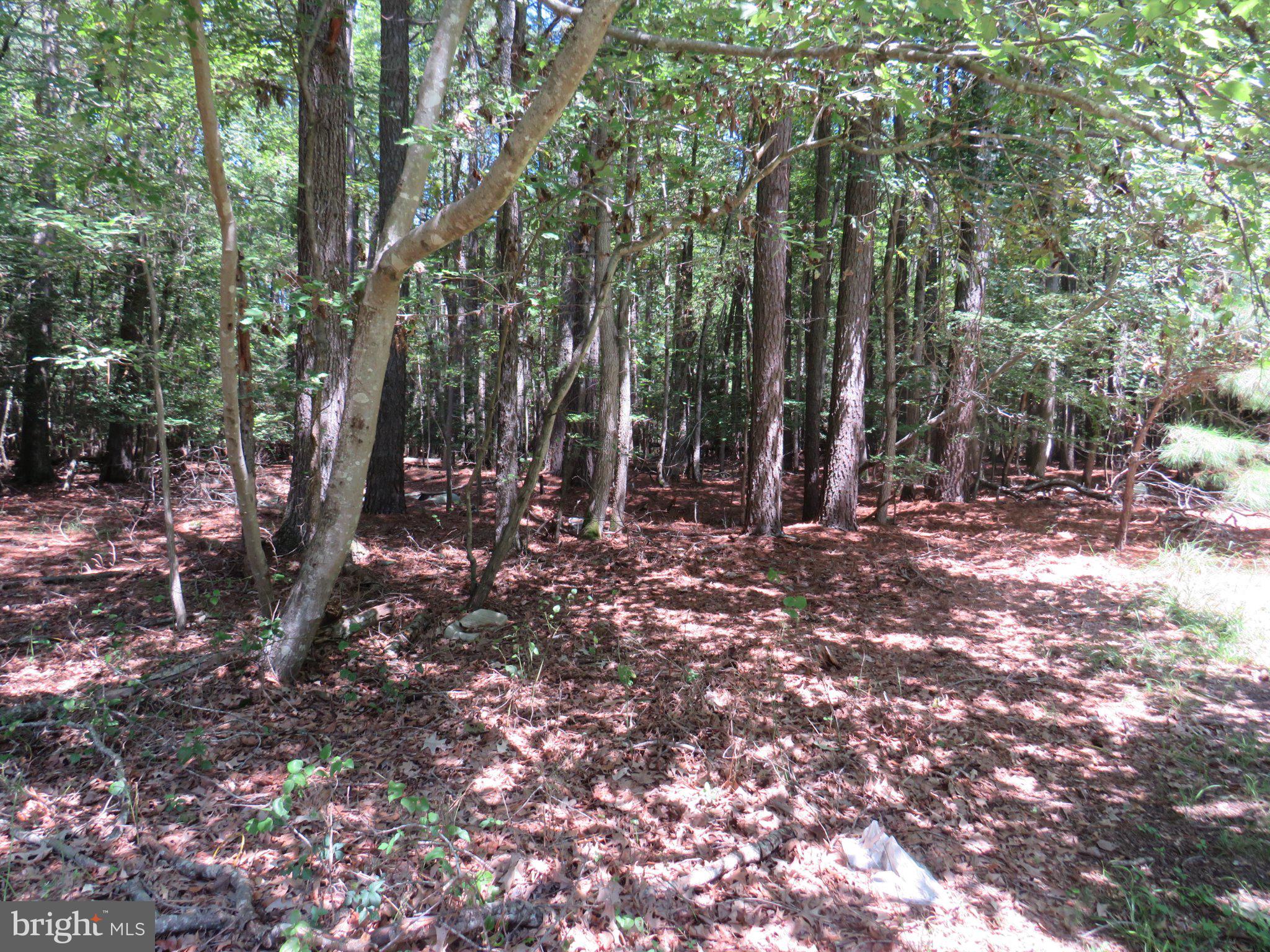 5249 Tulls Road Marion Station, MD 21838 - Photo 36 of 43 Wooded area at rear of home
