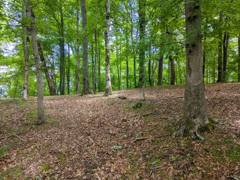 752 Shepherds Gap Road Cullowhee, NC 28723 - Photo 8 of 17 Gallery Image 8