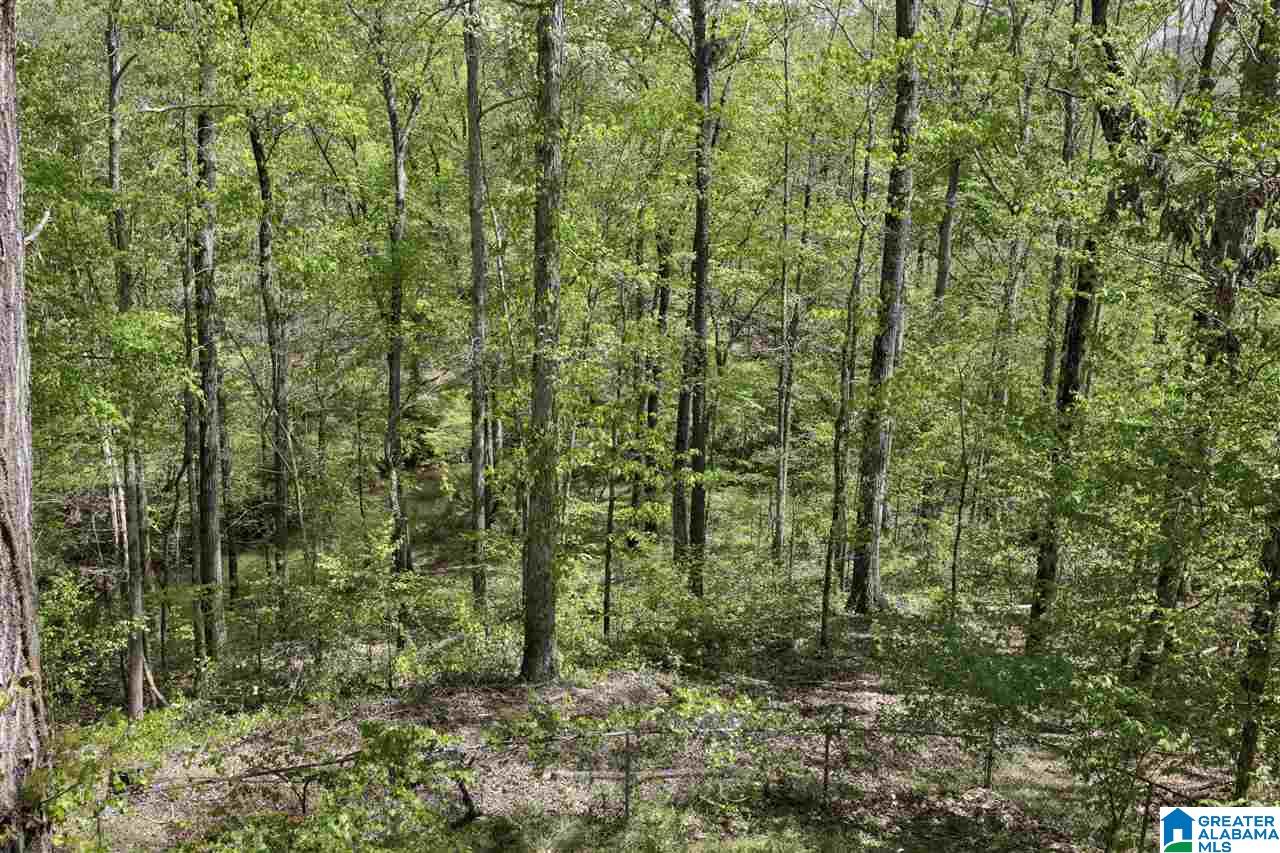 10630 Chelsea Road Chelsea, AL 35043 - Photo 39 of 42