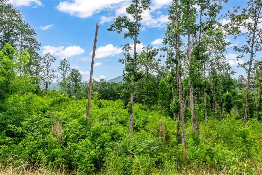 128 Twisted Oak Road Talking Rock, GA 30175 - Photo 16 of 31 a view of a forest