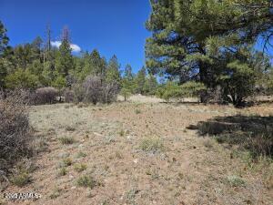 3326 Black Canyon Road Heber, AZ 85928 - Photo 6 of 9 8