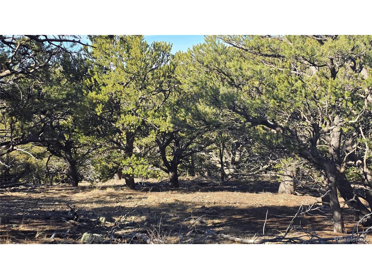 4510 Iannelli Road Fort Garland, CO 81133 - Photo 3 of 27