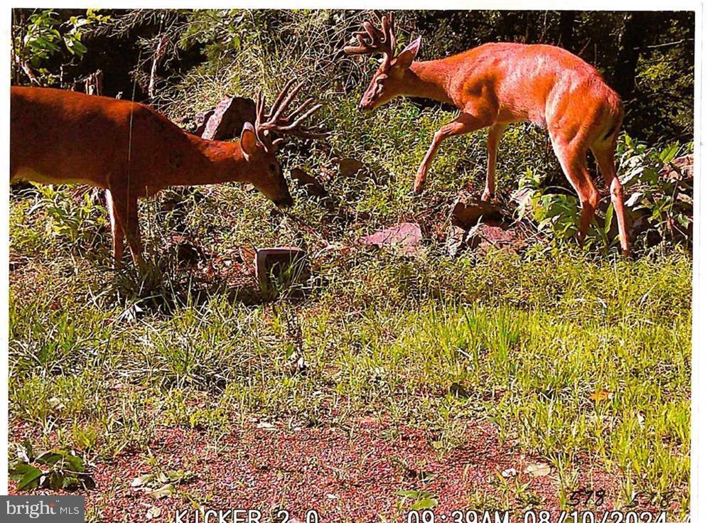313 North Fireline Road Parryville, PA 18071 - Photo 36 of 56 From former owner's game camera