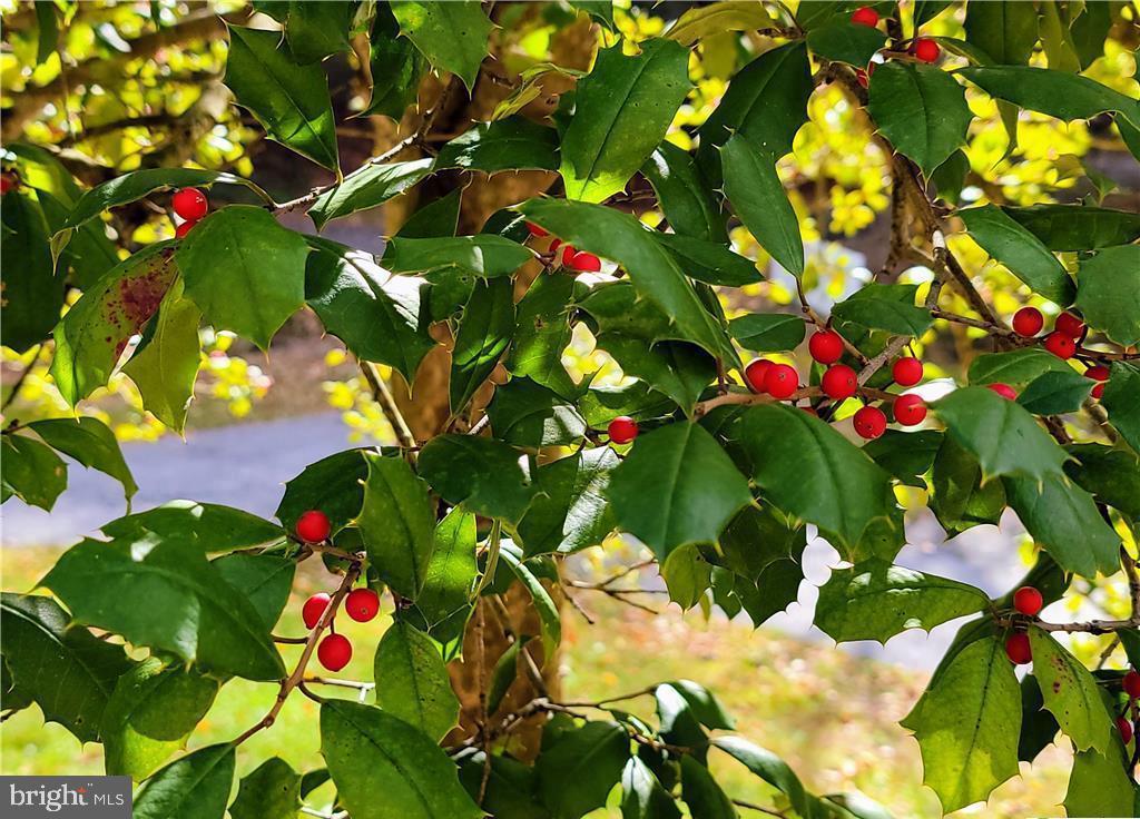 313 North Fireline Road Parryville, PA 18071 - Photo 37 of 56 Holly trees