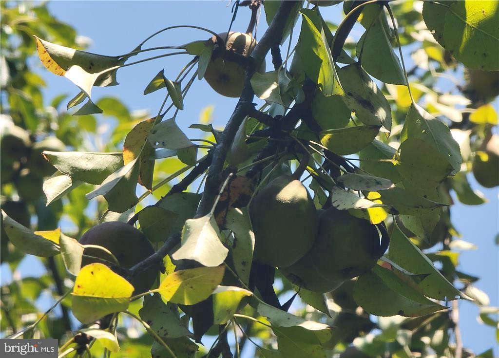 313 North Fireline Road Parryville, PA 18071 - Photo 38 of 56 Pear trees