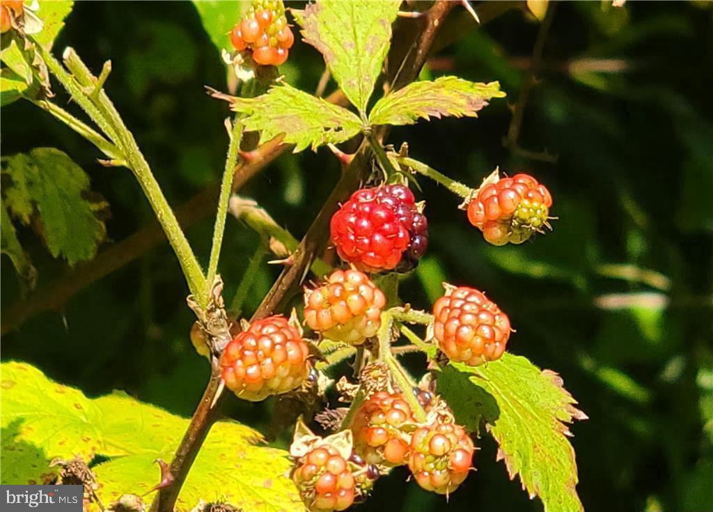 313 North Fireline Road Parryville, PA 18071 - Photo 39 of 56 Raspberry bushes
