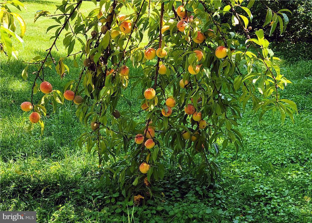 313 North Fireline Road Parryville, PA 18071 - Photo 40 of 56 Peach trees