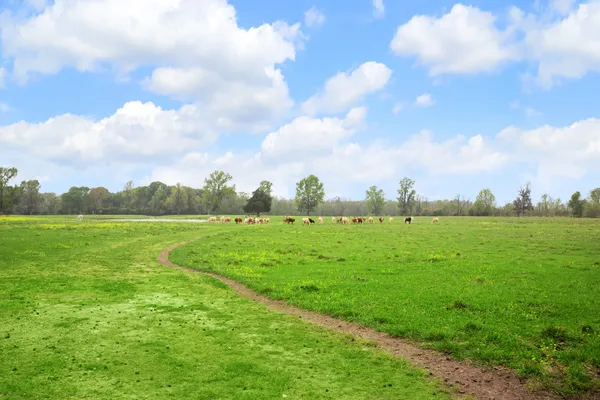 a view of a pathway both side of grassy field with shrub