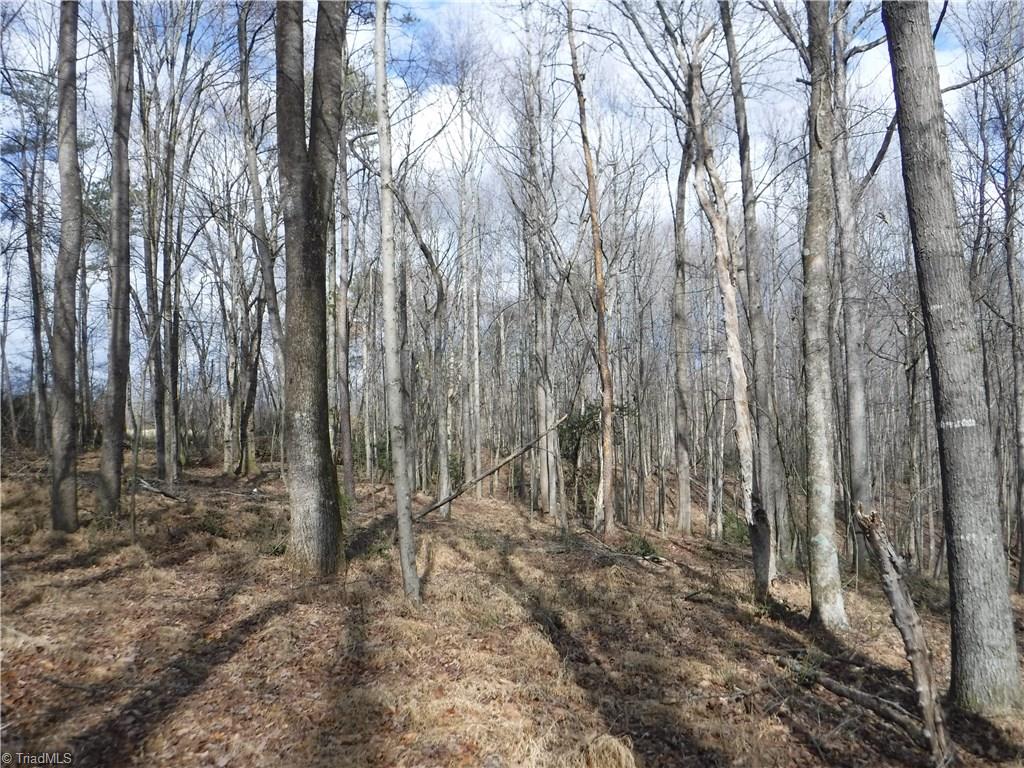 2850 Clingman Road Ronda, NC 28670 - Photo 5 of 12 The timber is growing, this section is merchantable now