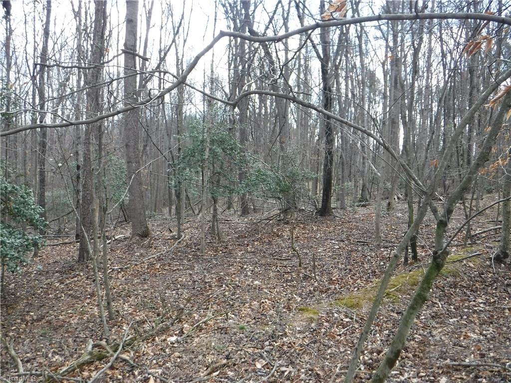 2850 Clingman Road Ronda, NC 28670 - Photo 7 of 12 Good Growing timber that will gain value in the next few years