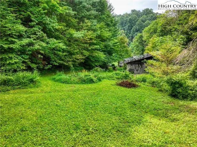 a view of a lush green forest