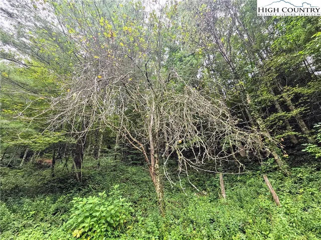 a green field with lots of trees