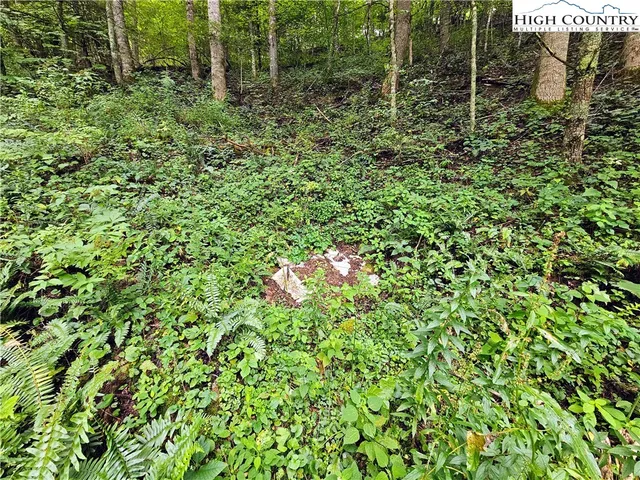 a view of a lush green forest