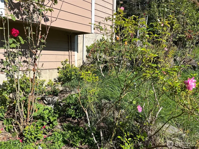 a view of a yard with plants and trees